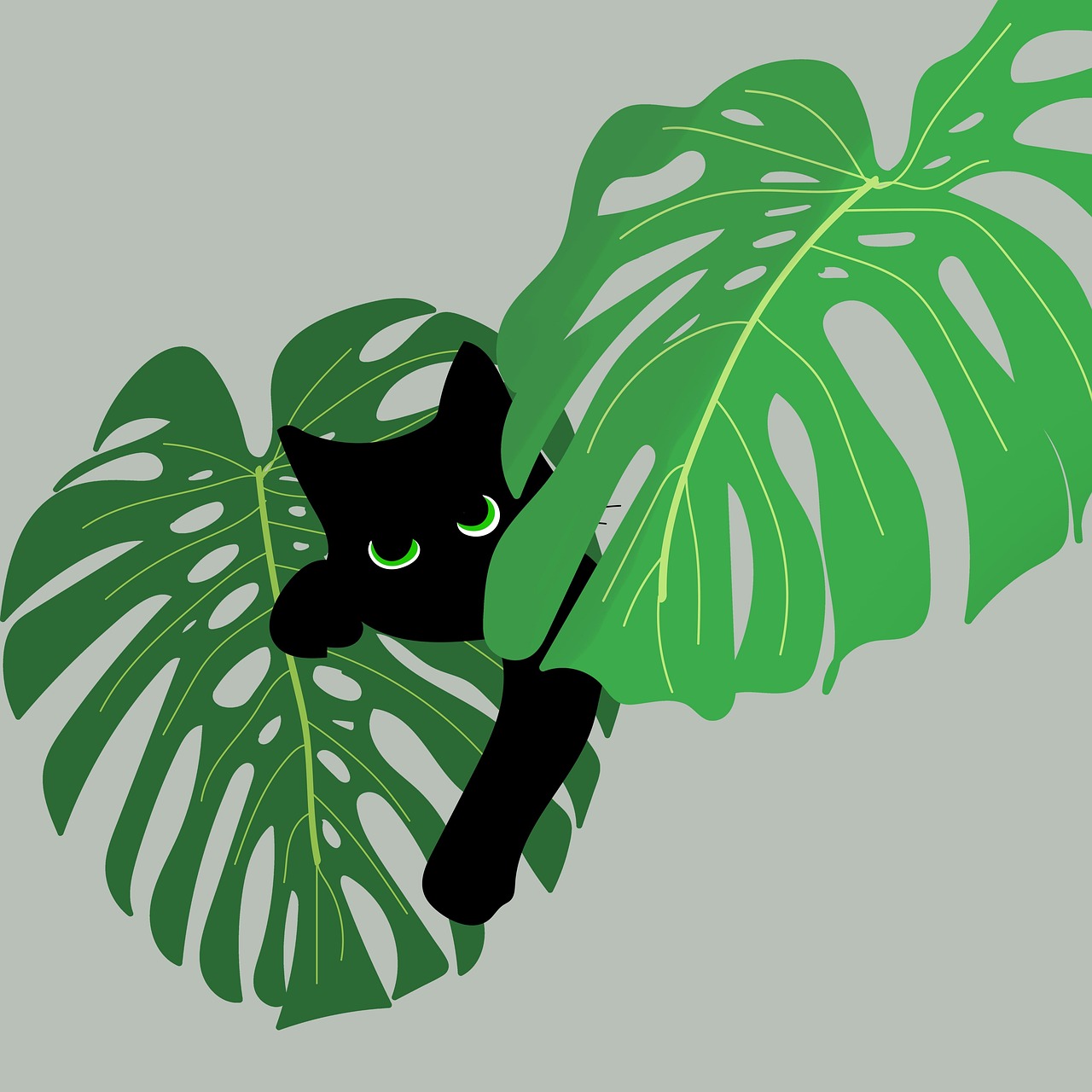 seters monstera BUSH MONSTERA 8in main image 0