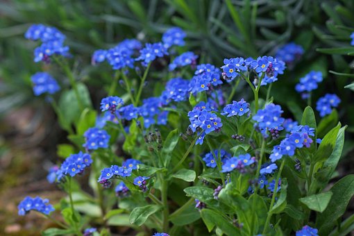 Vergissmeinnicht, Frühling, Blume, Blau
