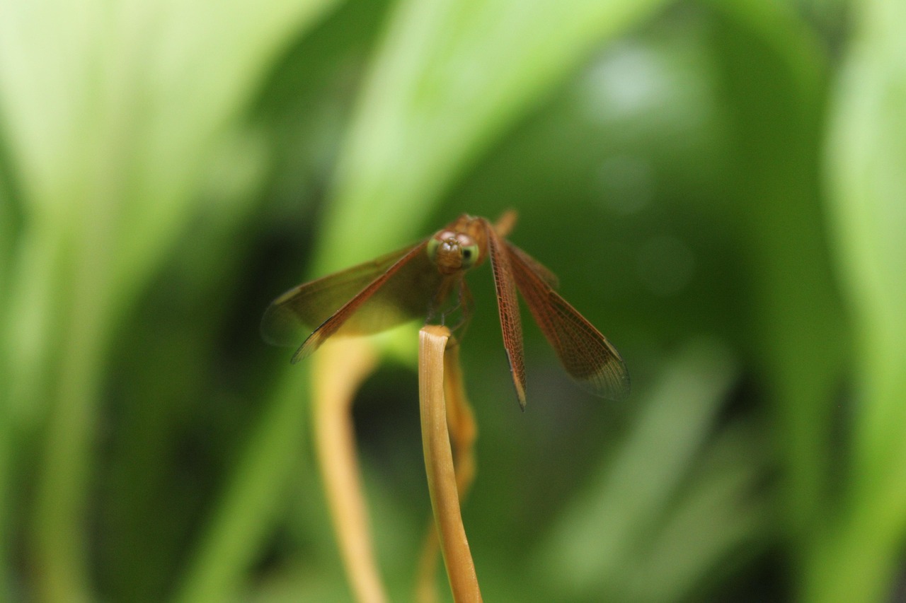 Dragonfly Insect Animal - Free photo on Pixabay - Pixabay
