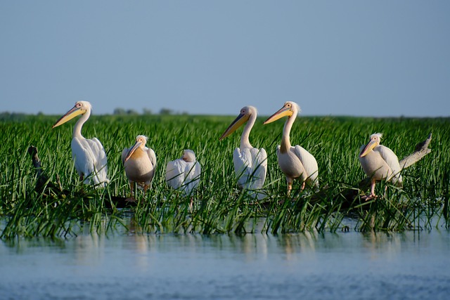 pelicans, birds, river, waterfowls, water, nature, danube delta, romania, danube, nature, danube delta, danube delta, danube delta, danube delta, danube delta