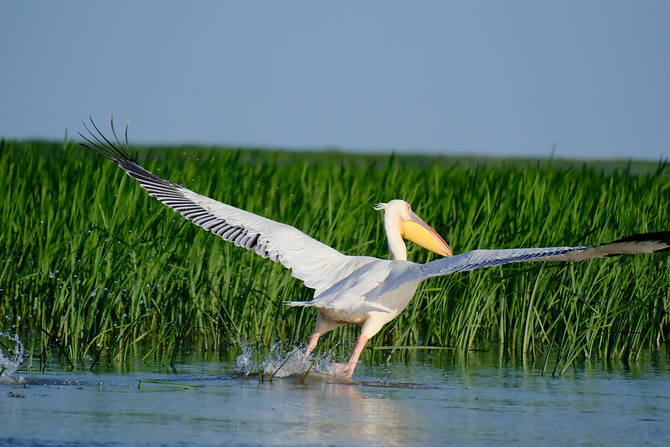 Bird Pelican Land - Free photo on Pixabay