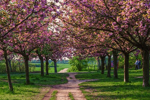 Træer, Kirsebær Blomster, Kirsebærtræer