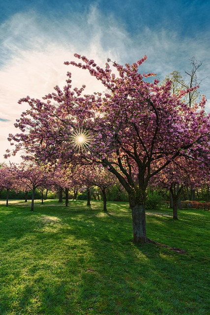Hanami, Forår, Kirsebærblomst, Japan