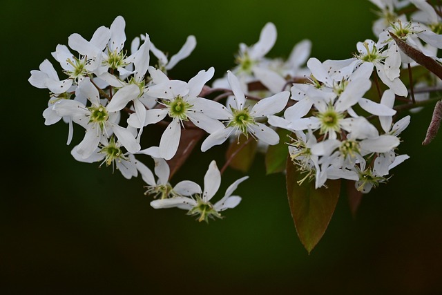 Free Flower Nature photo and picture