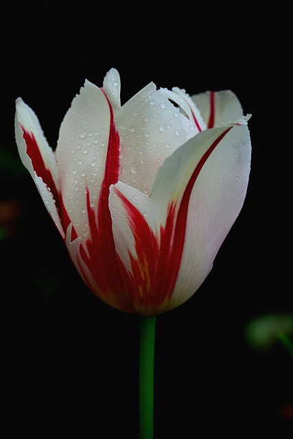 Free Tulip Beautiful Wallpaper photo and picture