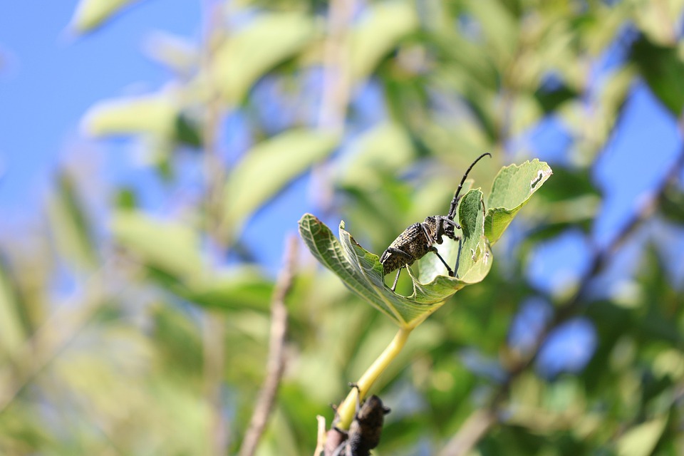 Beetle Insect Branch - Free photo on Pixabay - Pixabay