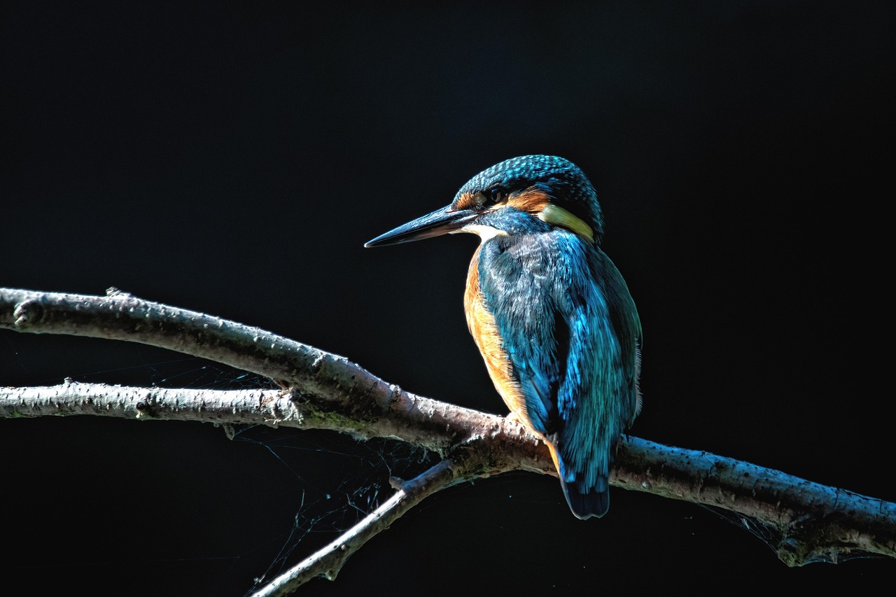 Kingfisher - free online jigsaw puzzle photo