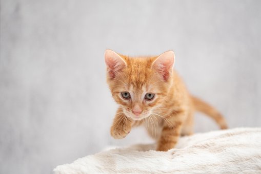 Katze, Tier, Kätzchen, Säugetier, Katzen
