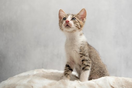 Kätzchen, Katze, Tier, Säugetier, Katzen