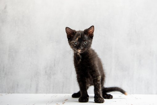 Kätzchen, Katze, Baby, Babykätzchen