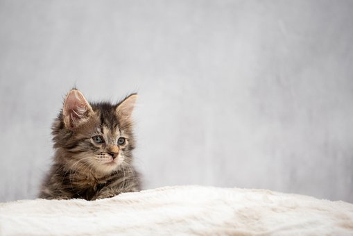 Kätzchen, Katze, Tier, Säugetier, Katzen