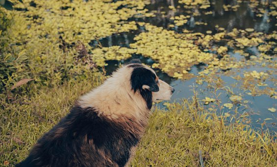 Free Dog Mascot photo and picture
