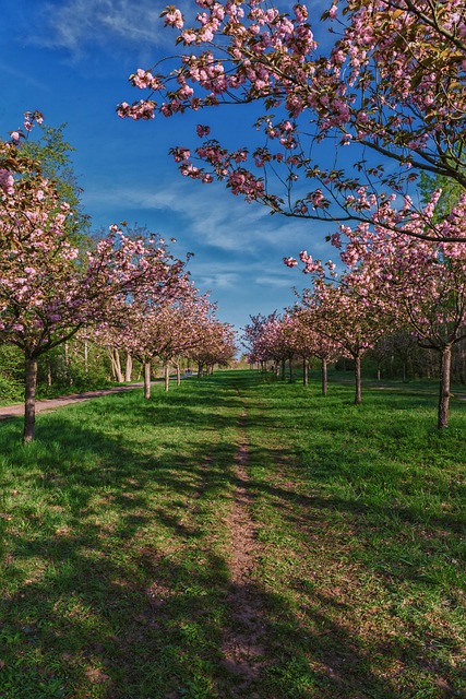 Hanami, Forår, Kirsebærblomst, Japan