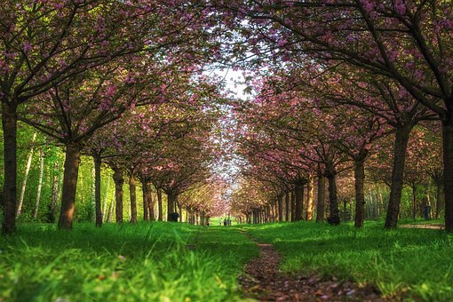 Hanami, Forår, Kirsebærblomst, Japan