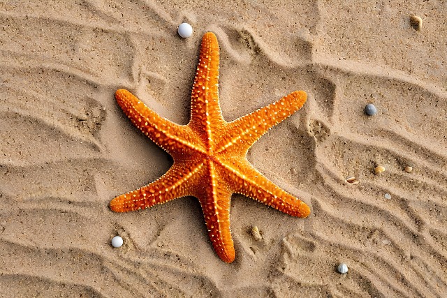 Peinture D'une étoile De Mer Sur Une Plage De Sable Avec Coquillages Ai