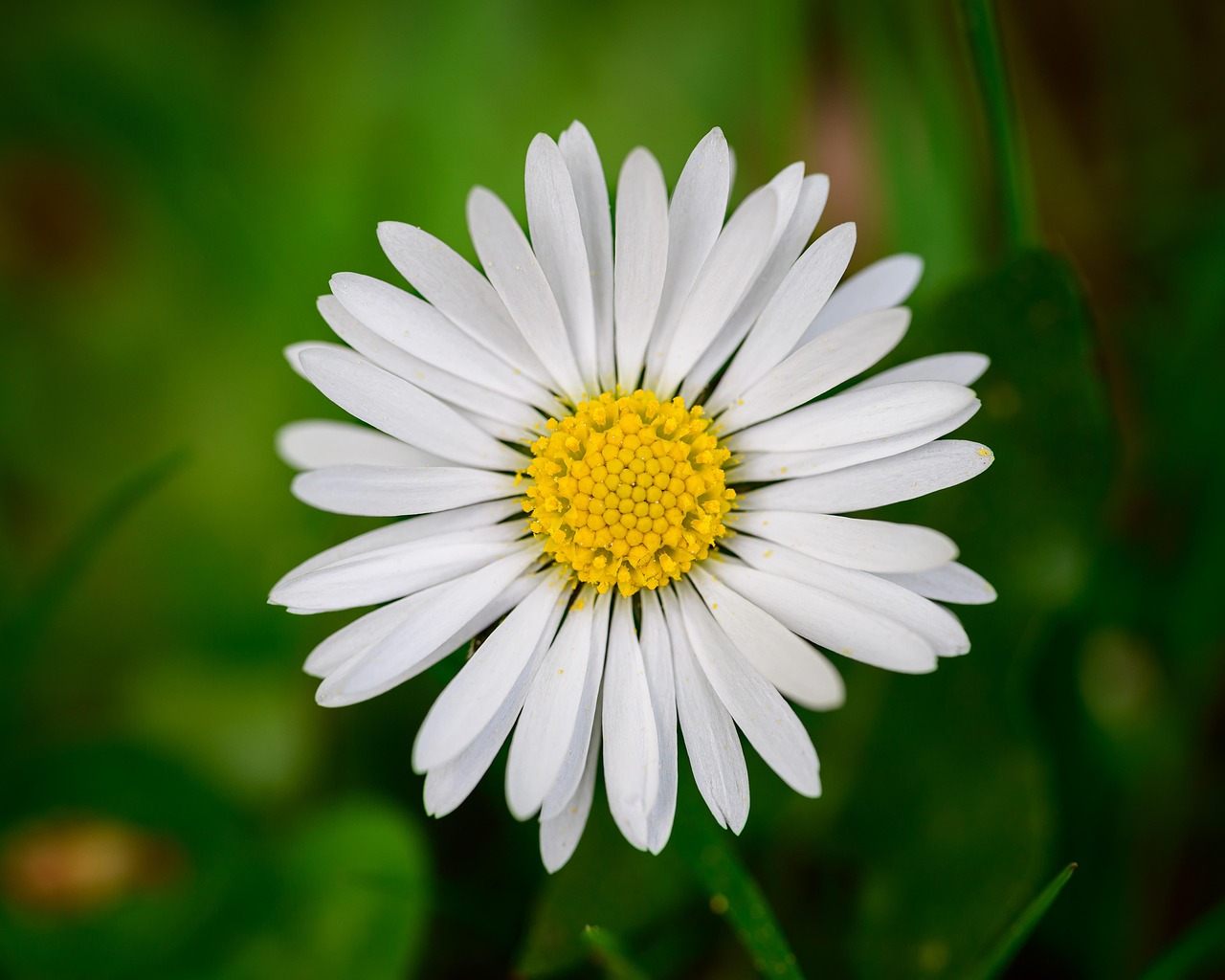 Daisy Flower Images Free
