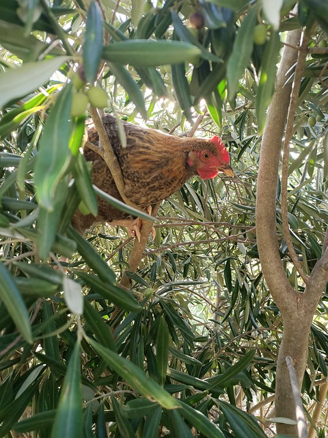 Frango, Empoleirar, Oliveira