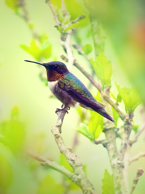 Free Ruby-Throated Hummingbird Bird photo and picture