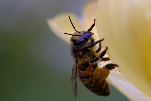 Free Nature Animal photo and picture
