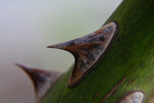 Free Nature Flora photo and picture