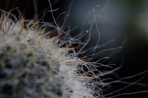 Free Nature Plant photo and picture