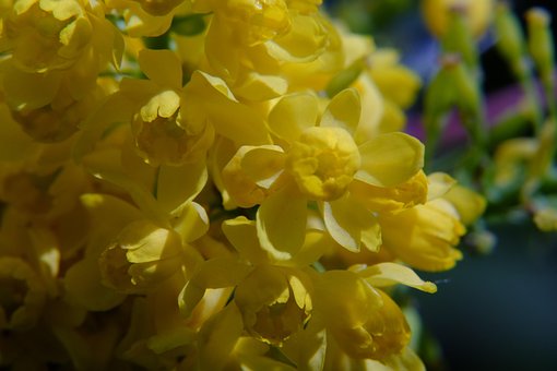 Free Nature Flowers photo and picture