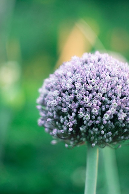 Zwiebel, Pflanze, Blumen, Blüte, Sommer