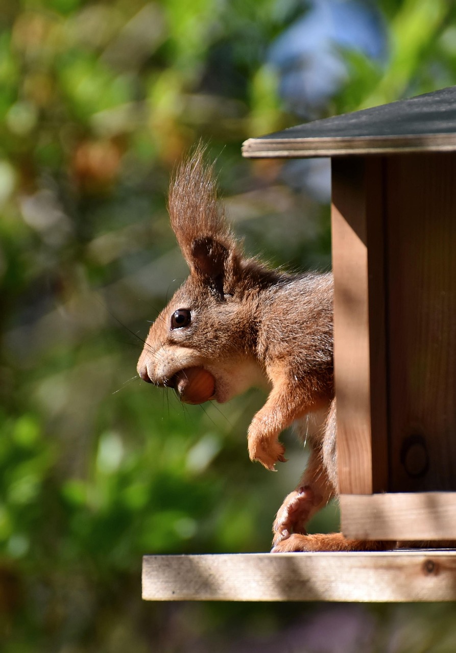 squirrel-8708701_1280.jpg