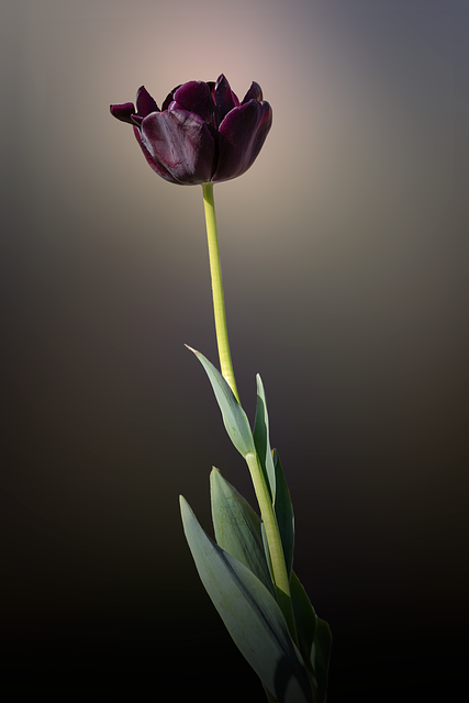 Free Tulip Flower illustration and picture