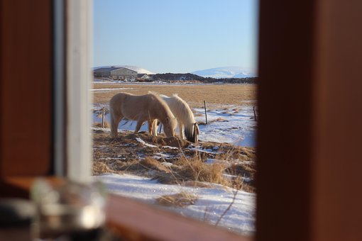 Free Horse Nature photo and picture