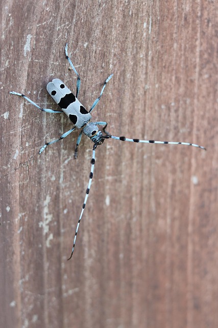 Free Bug Nature photo and picture