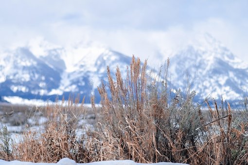 Free Grass Nature photo and picture