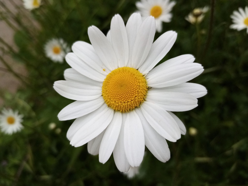 Marguerite coeur main image 1