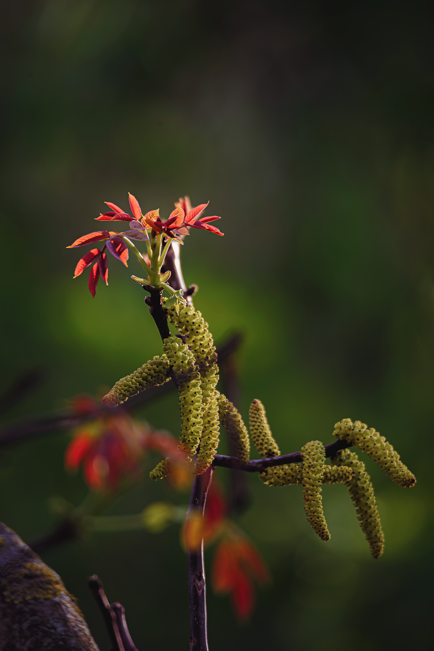 Download Flowers Nature Spring Royalty Free Stock Illustration Image