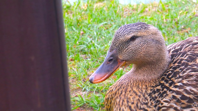 Free Duck Park photo and picture