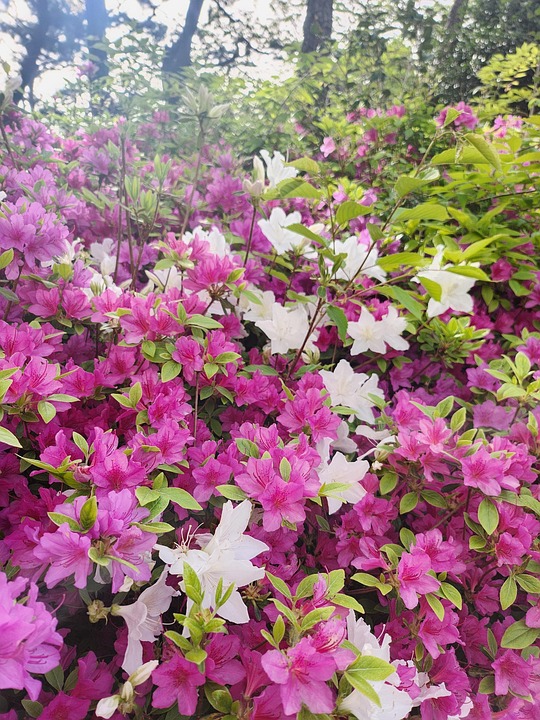 Azalea Flower Spring Spring Flowers Azalea Park - Free photo on Pixabay - Pixabay