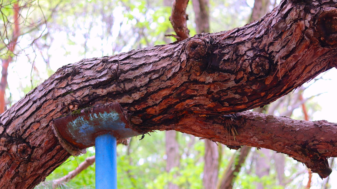 Árbol Arbol Viejo Naturaleza - Foto gratis en Pixabay