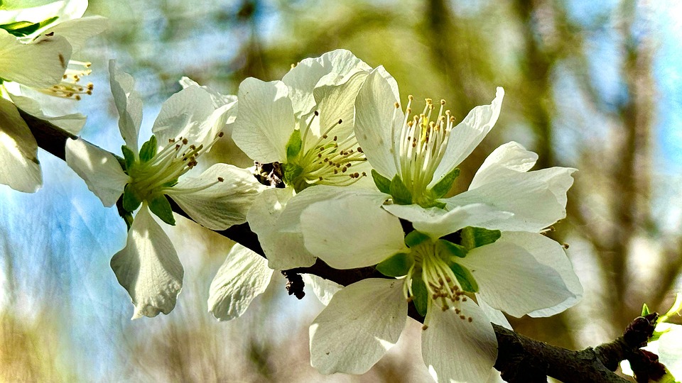 Peach Blossom Kronblad Ståndare - Gratis foto på Pixabay - Pixabay