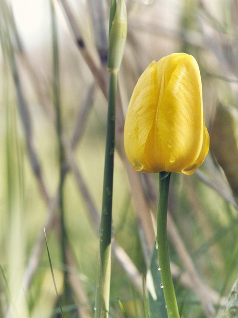 Free Flower Nature photo and picture