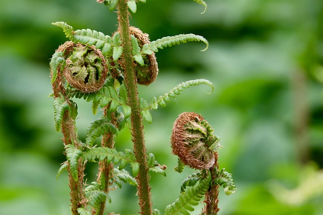 fern, fern fronds, fern leaves, fernrolls, grow, growth, green, spring, nature, unroll, roll up