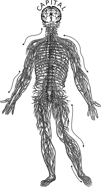 Cérebro, Nervos, Comunicação, Central