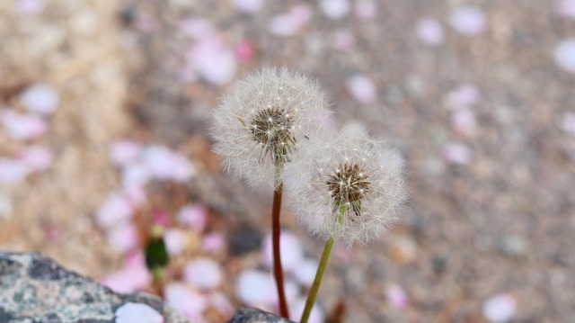 Free Dandelion Spore photo and picture