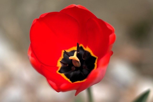 Free Flower Plant photo and picture