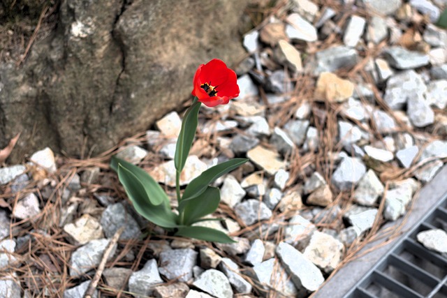 Free Nature Flower photo and picture