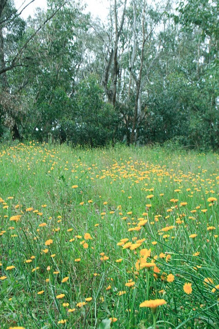 Blumen, Blüte, Natur, Blütenblätter