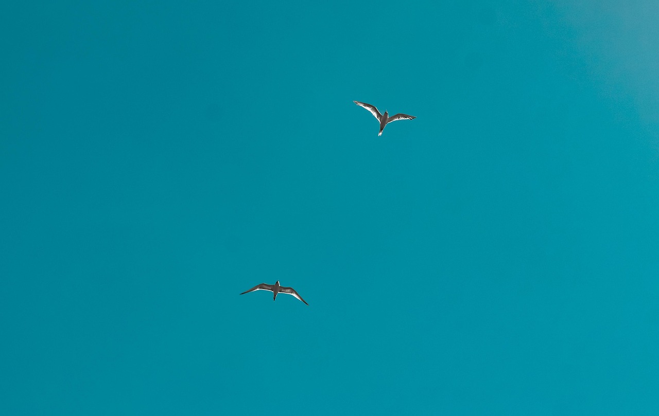 Oiseau Ciel En Volant - Photo gratuite sur Pixabay - Pixabay
