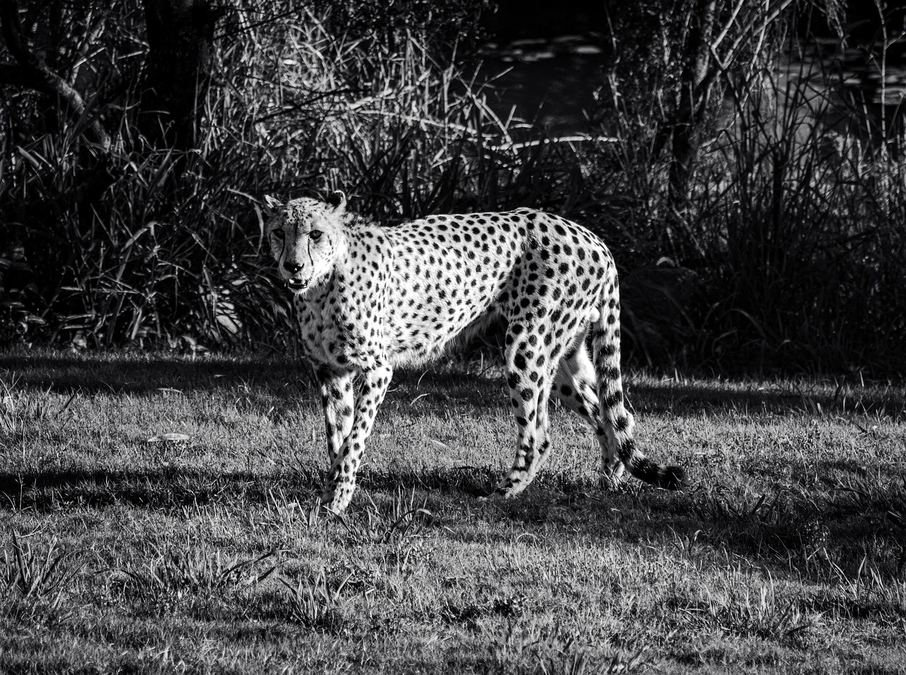 Cat Chaton Félin Animal De - Photo gratuite sur