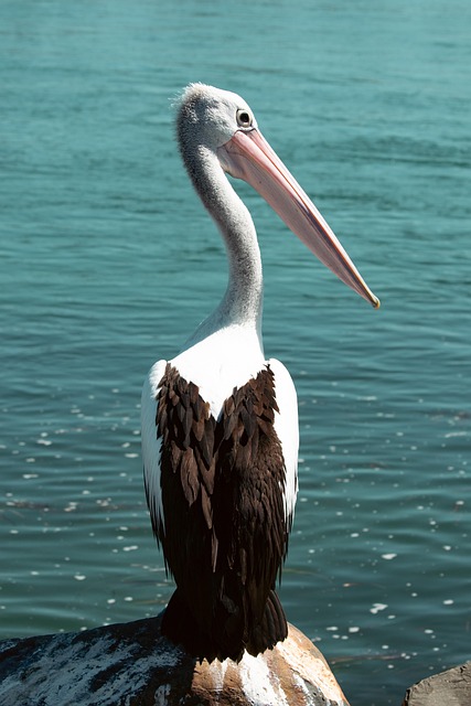 pelican, avian, animal, water, nature, ocean, sea, wildlife