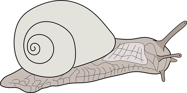 Snail Bitmap Download Snail, Animal, Garden. Royalty-Free Vector Graphic - Pixabay