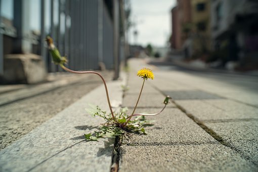Diente De León, Flor, Primavera, Calle